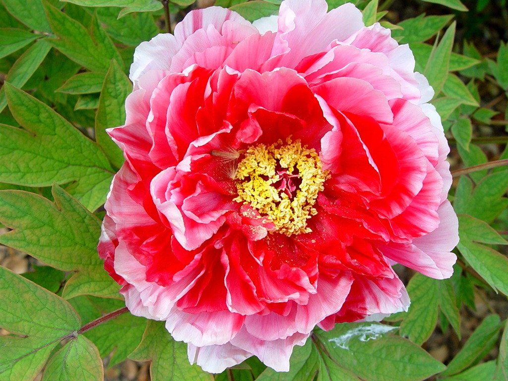 花中皇后牡丹壁紙專輯 #4 - 1024x768