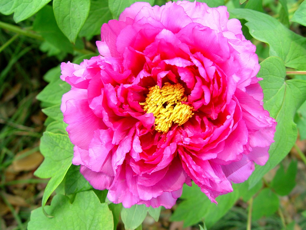 花中皇后牡丹壁紙專輯 #5 - 1024x768