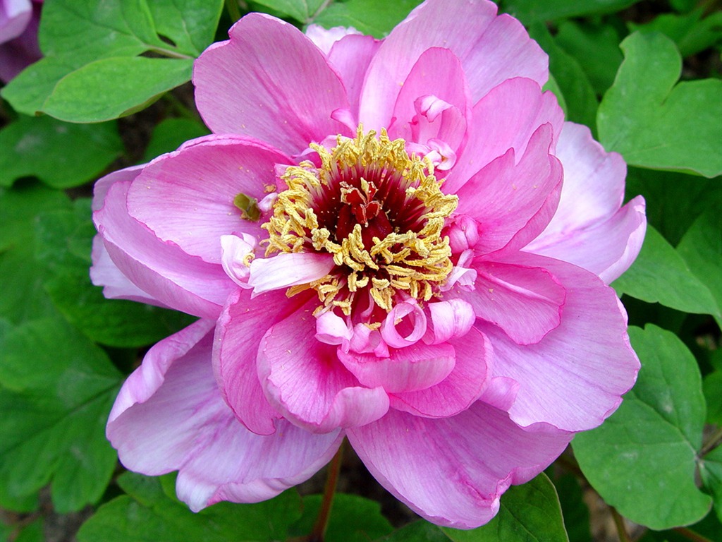 花中皇后牡丹壁紙專輯 #8 - 1024x768