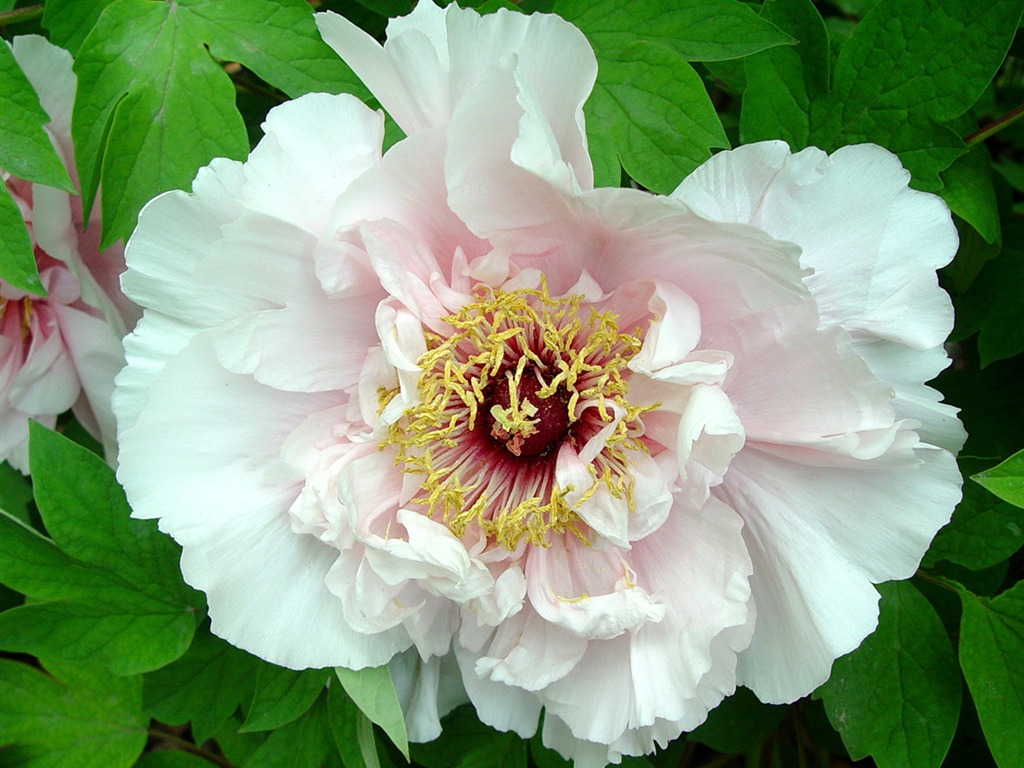 Queen Peony Flower Wallpapers #21 - 1024x768