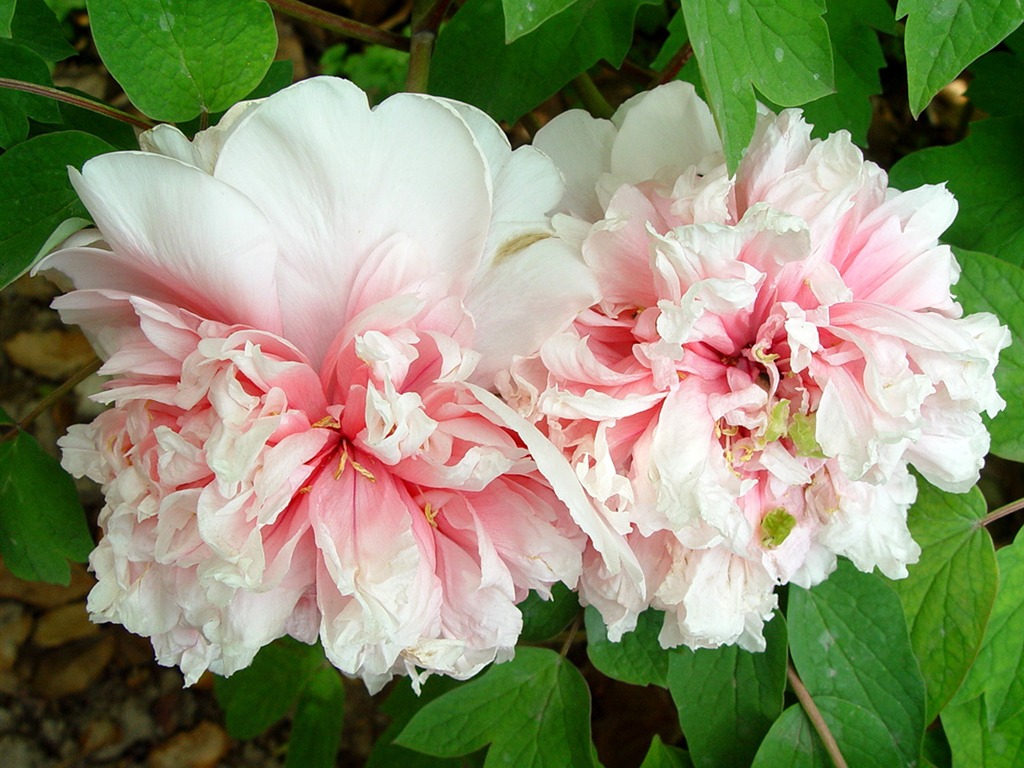 Fonds d'écran de la Reine fleur de pivoine #22 - 1024x768