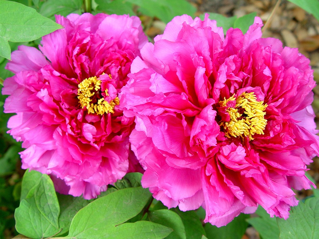 Fonds d'écran de la Reine fleur de pivoine #24 - 1024x768