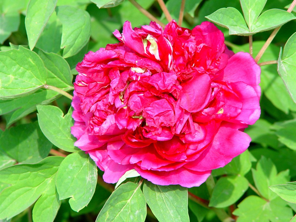 Queen Peony Flower Wallpapers #25 - 1024x768