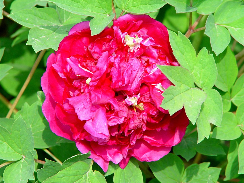 Fonds d'écran de la Reine fleur de pivoine #26 - 1024x768