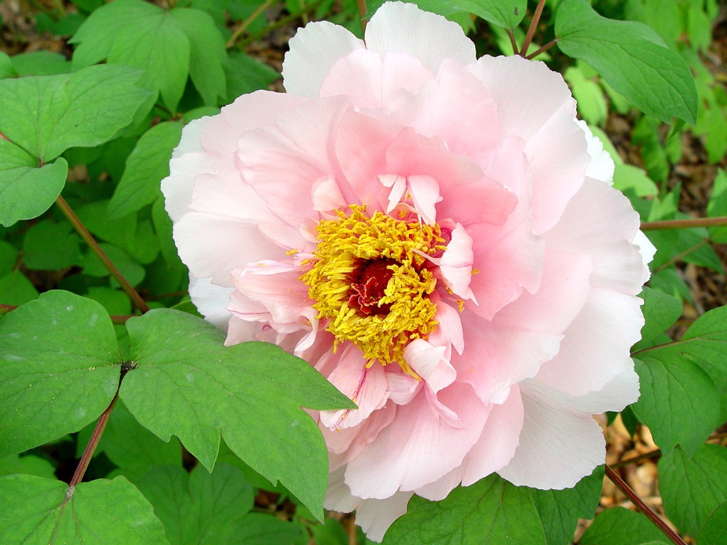 Fonds d'écran de la Reine fleur de pivoine #28 - 1024x768