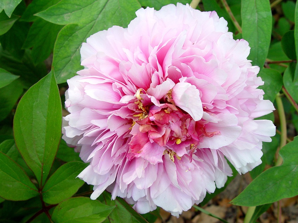 花中皇后牡丹壁紙專輯 #29 - 1024x768