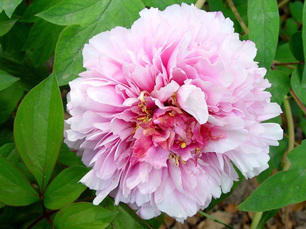 Fonds d'écran de la Reine fleur de pivoine #29 - 1024x768