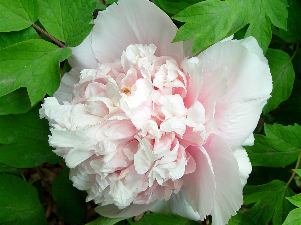 Fonds d'écran de la Reine fleur de pivoine #30 - 1024x768