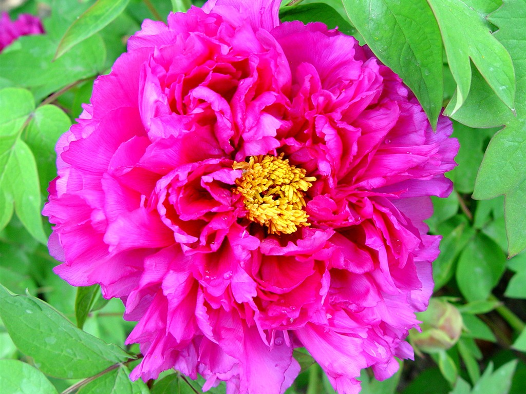 Queen Peony Flower Wallpapers #31 - 1024x768