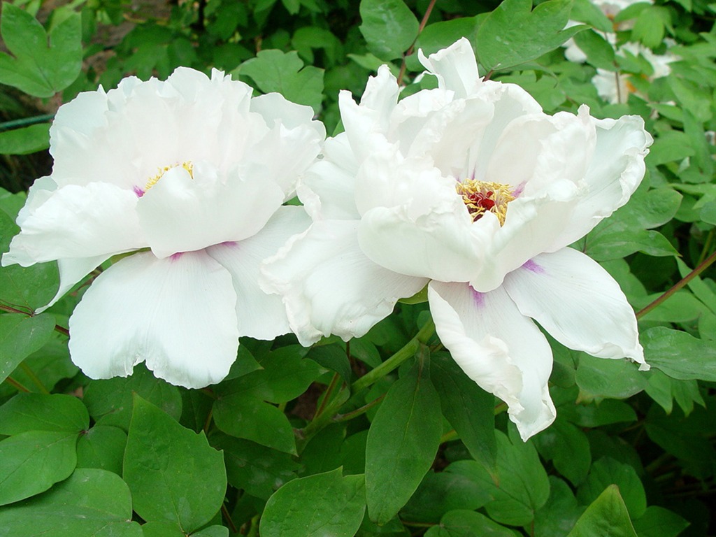 Fonds d'écran de la Reine fleur de pivoine #32 - 1024x768