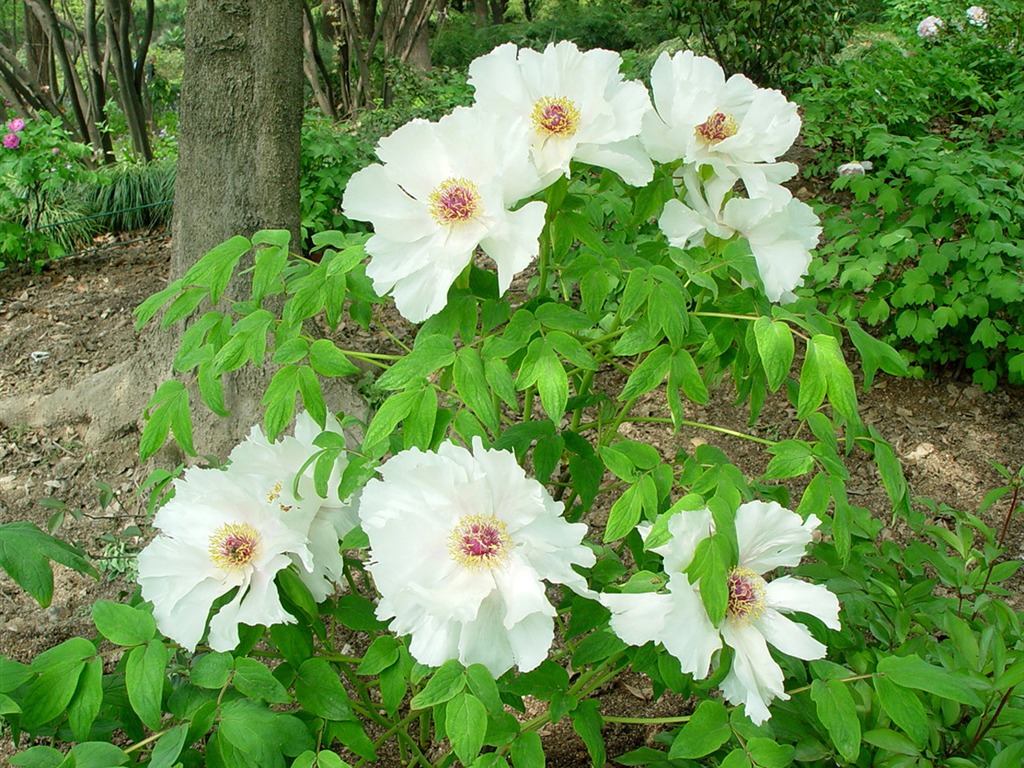 Fonds d'écran de la Reine fleur de pivoine #34 - 1024x768