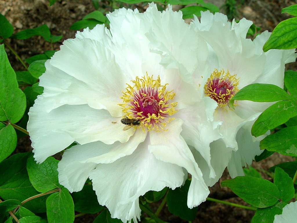 Fondos de la reina Flor Peonía #35 - 1024x768