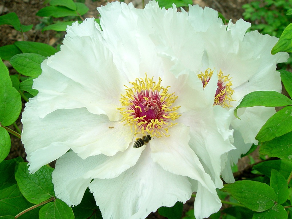 Queen Peony Flower Wallpapers #36 - 1024x768