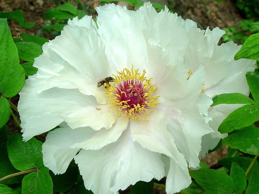 花中皇后牡丹壁紙專輯 #38 - 1024x768