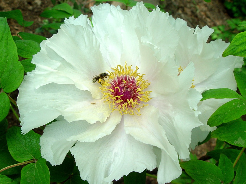 Fonds d'écran de la Reine fleur de pivoine #38 - 1024x768