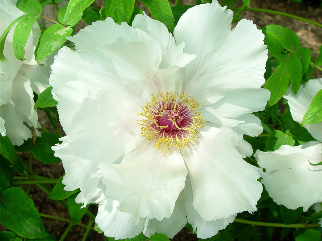 Fonds d'écran de la Reine fleur de pivoine #39 - 1024x768