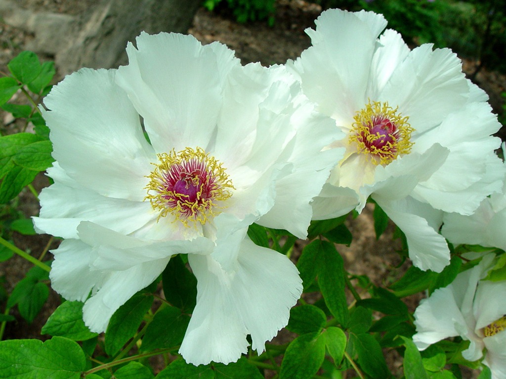 Queen Peony Flower Wallpapers #40 - 1024x768