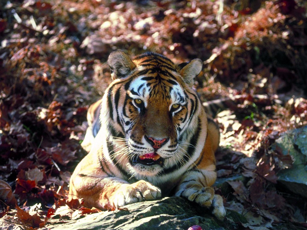 Tiger Foto Wallpaper #13 - 1024x768