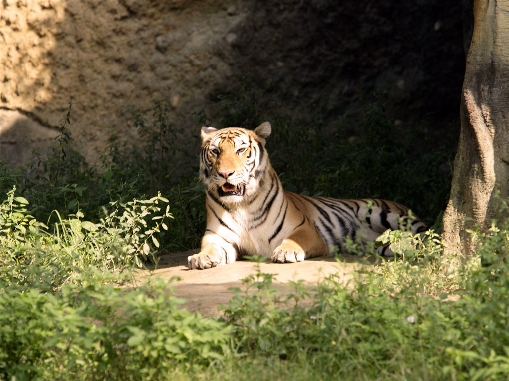 Fond d'écran Photo Tiger #26 - 1024x768