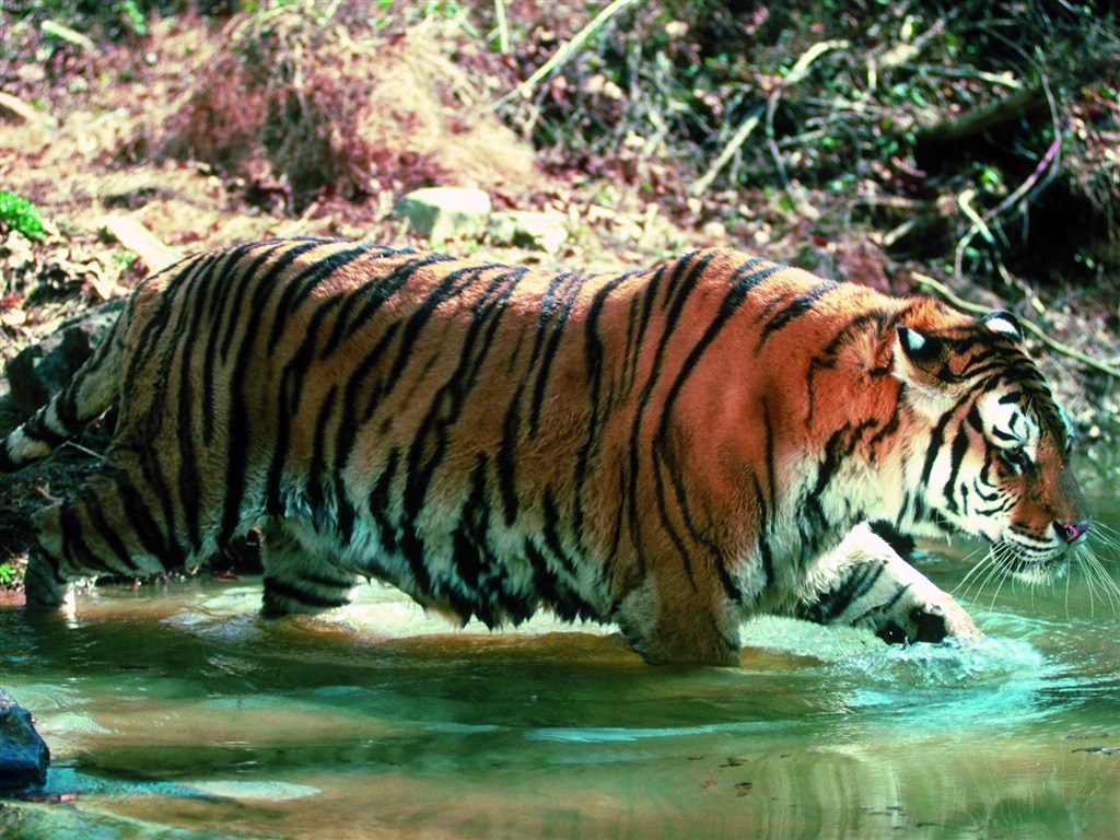 Foto Wallpaper Tigre #29 - 1024x768