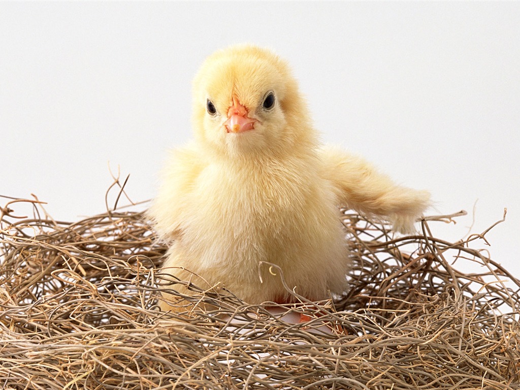 Cute little animals wallpaper (1) #1 - 1024x768