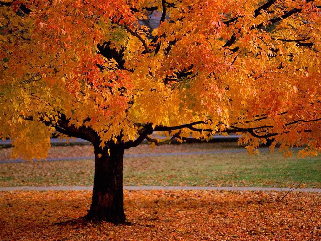 Otoño fondos de escritorio de bellos paisajes #2 - 1024x768