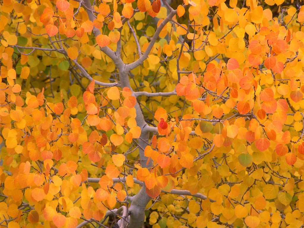 Otoño fondos de escritorio de bellos paisajes #5 - 1024x768