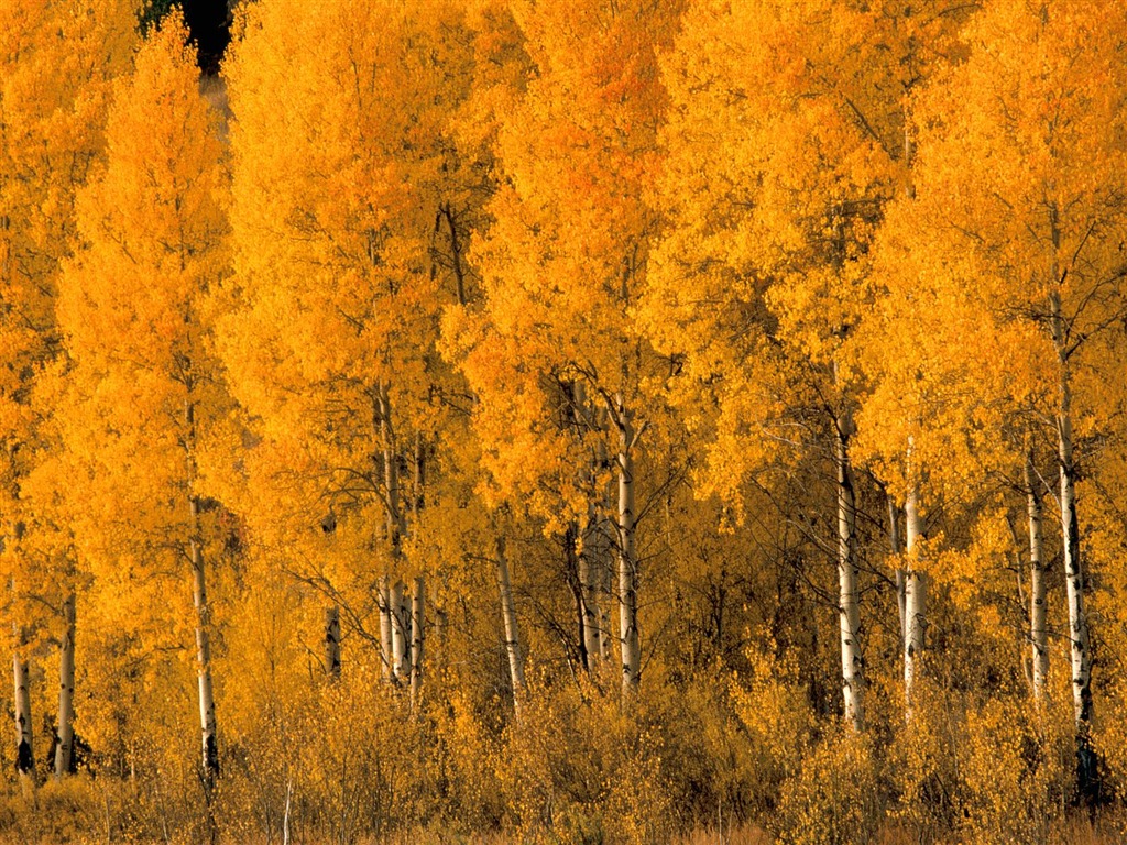 秋の風景の美しい壁紙 #9 - 1024x768