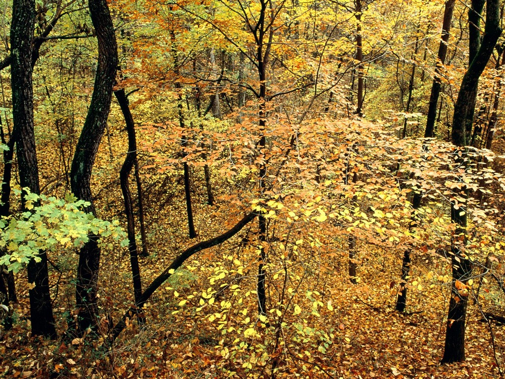 Herbstlandschaft schöne Tapete #18 - 1024x768