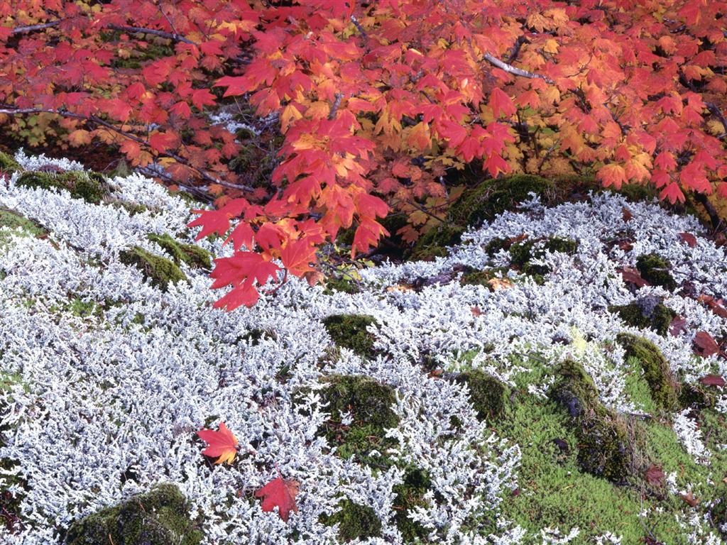 Herbstlandschaft schöne Tapete #25 - 1024x768
