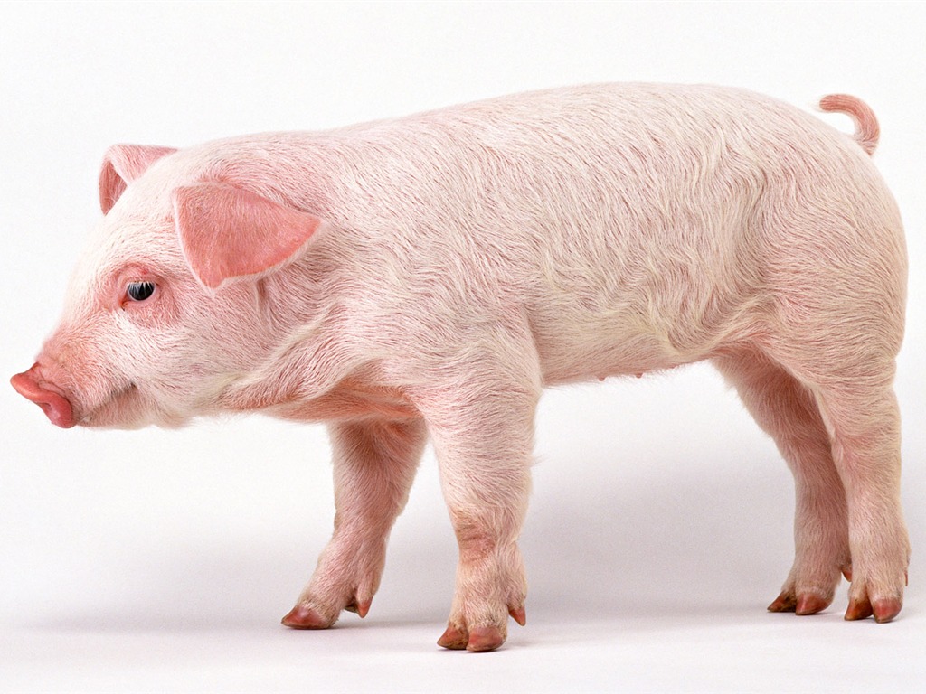 可愛無比 小動物壁紙(二) #12 - 1024x768