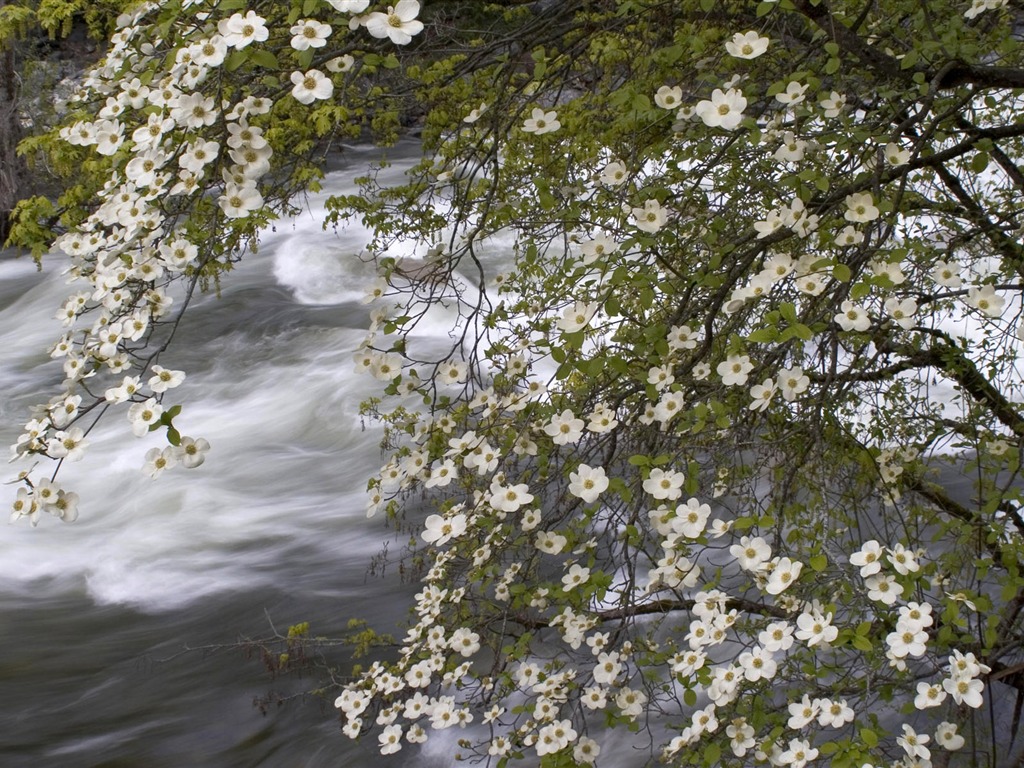 Water streams HD Wallpapers #12 - 1024x768