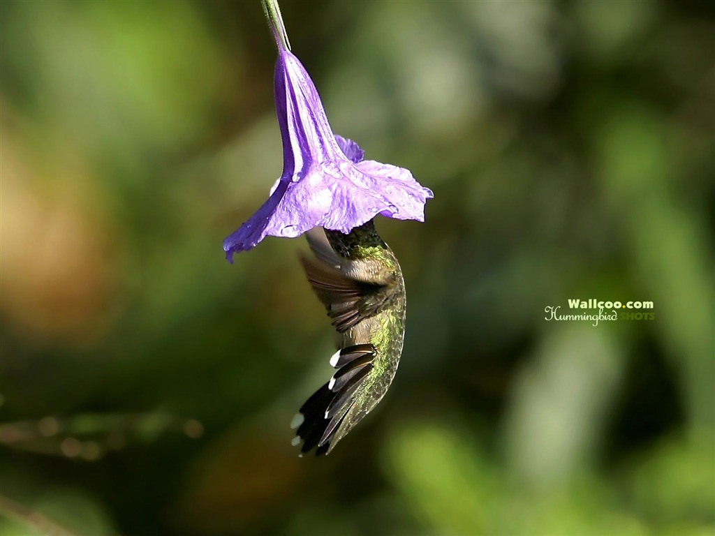 Hummingbirds Photo Wallpaper #3 - 1024x768