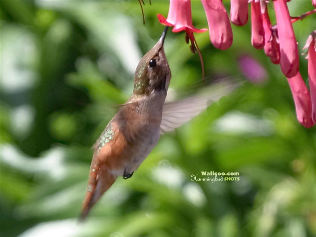 Colibríes Foto Wallpaper #13 - 1024x768