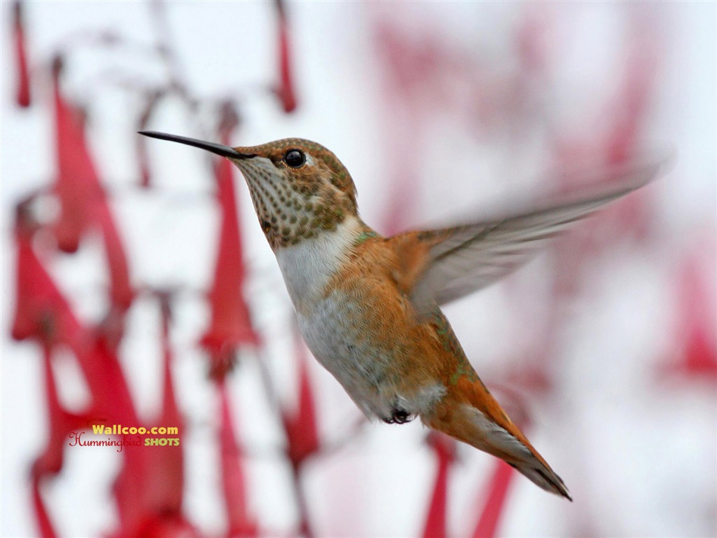 Hummingbirds Photo Wallpaper #17 - 1024x768