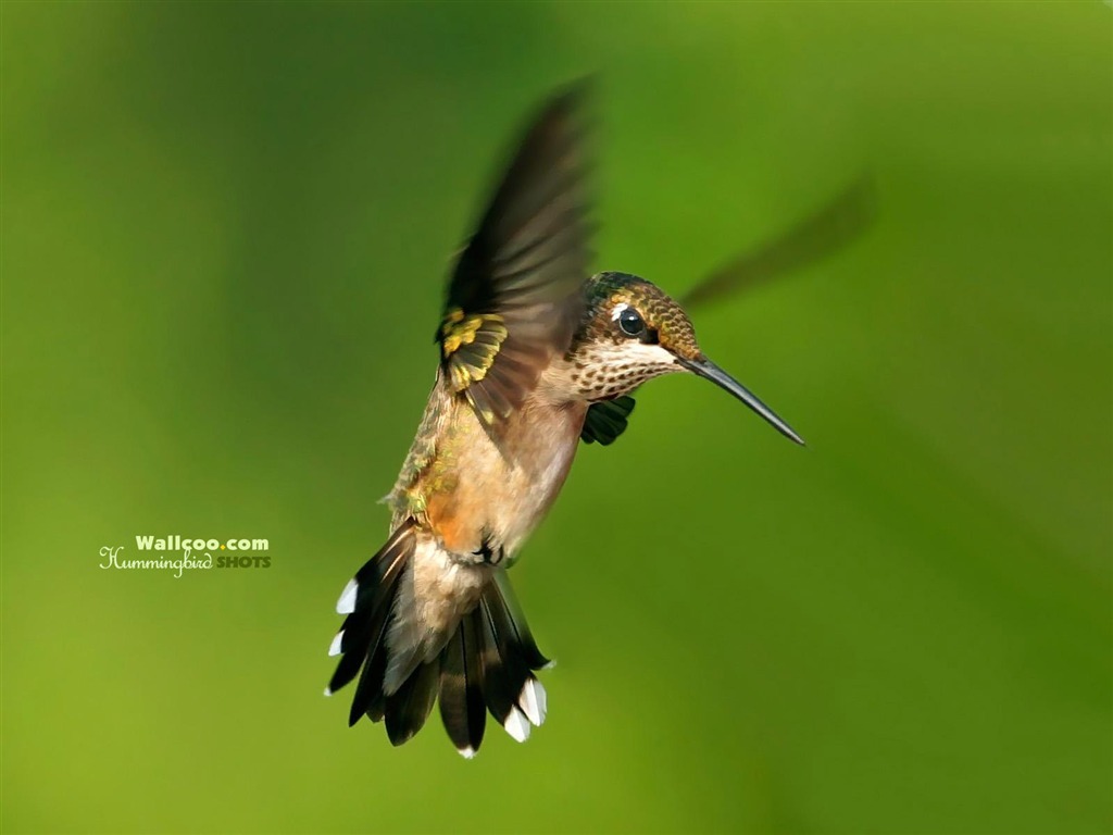hummingbirds Foto Wallpaper #24 - 1024x768