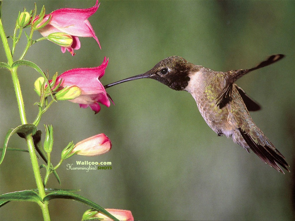 Hummingbirds Photo Wallpaper #29 - 1024x768
