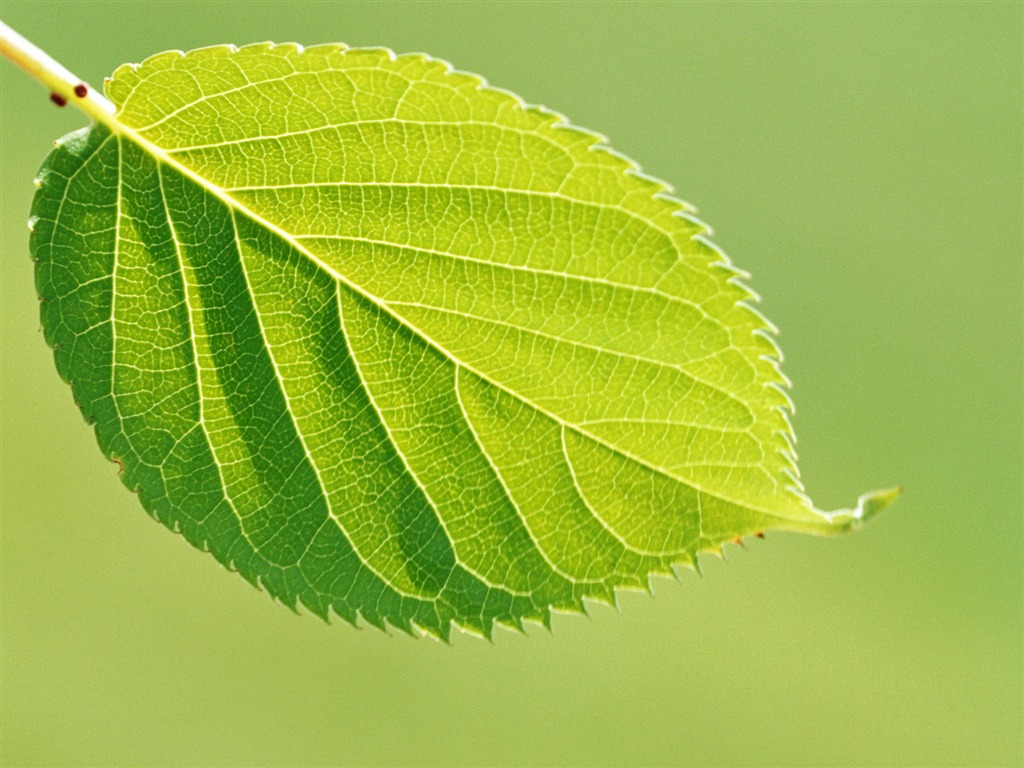 Cool green leaf wallpaper #13 - 1024x768