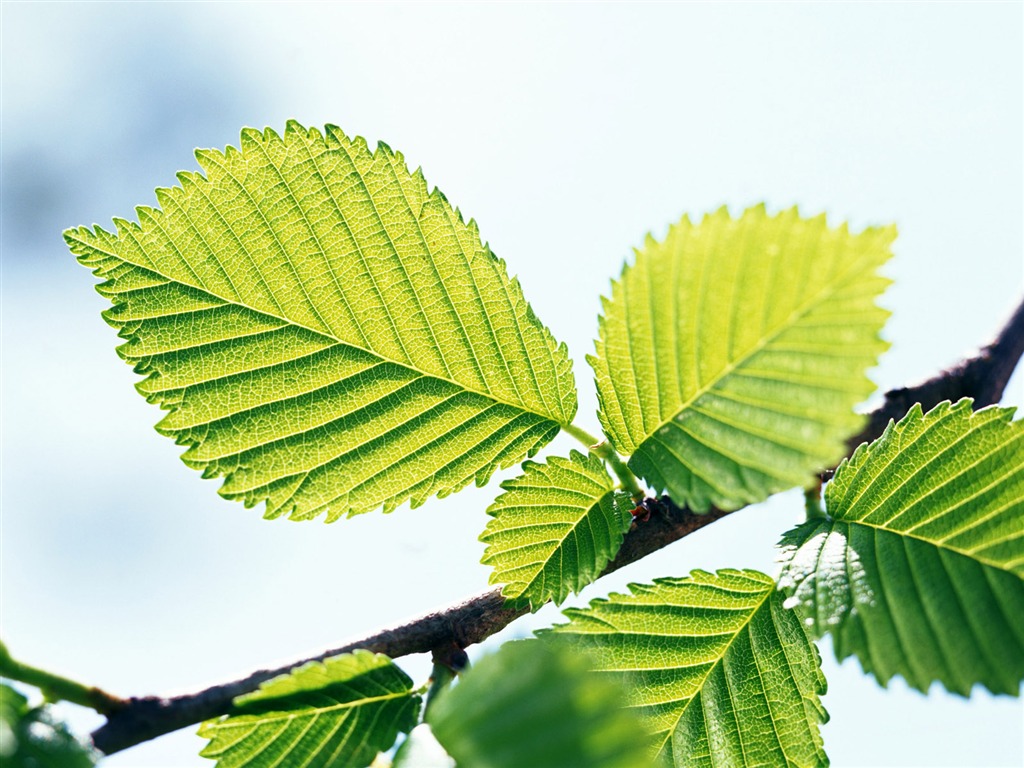 Cool green leaf wallpaper #18 - 1024x768