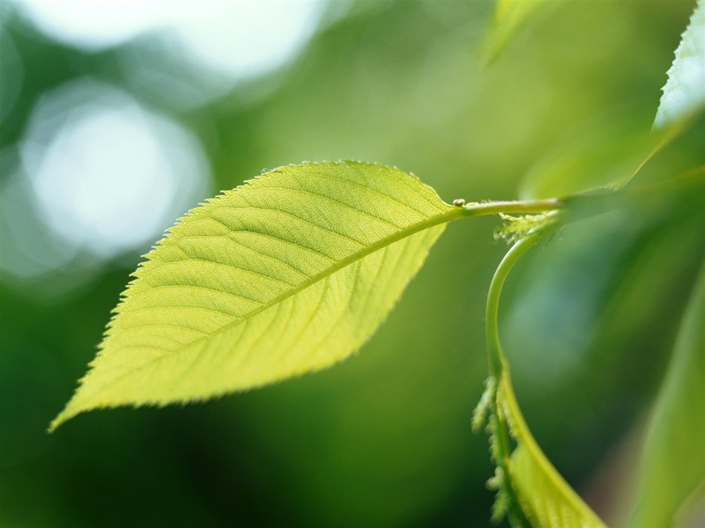 Cool green leaf wallpaper #23 - 1024x768