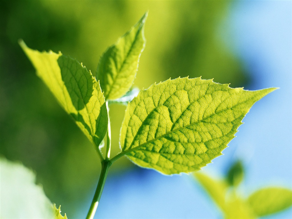 Cool green leaf wallpaper #24 - 1024x768