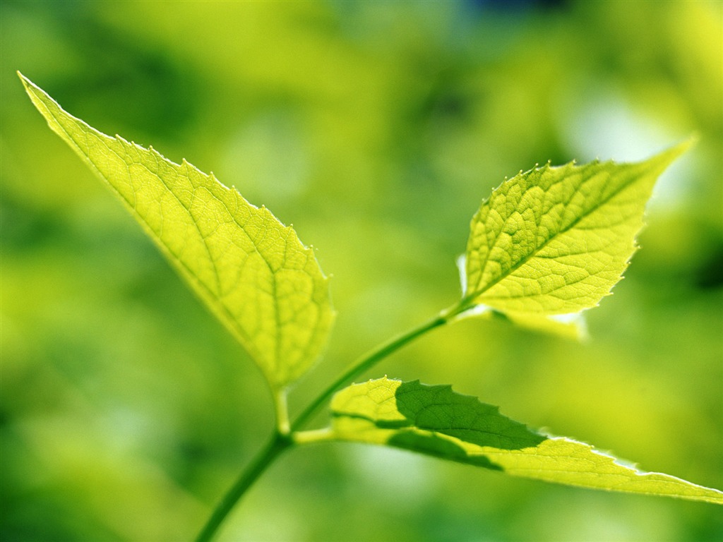 Cool green leaf wallpaper #26 - 1024x768