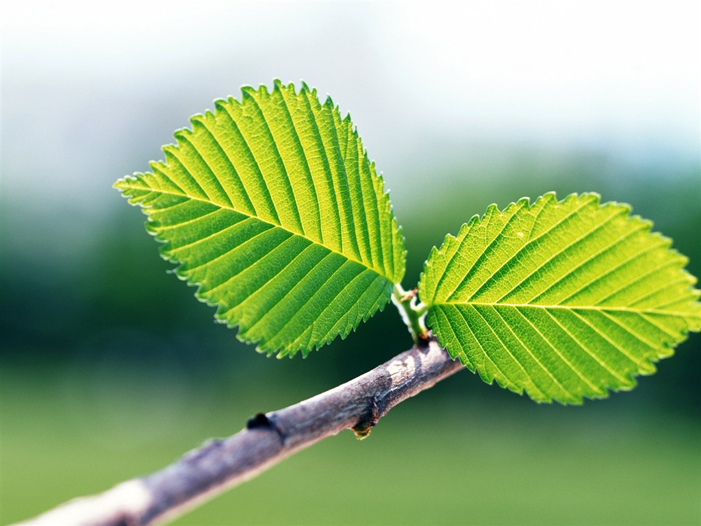 Cool green leaf wallpaper #31 - 1024x768