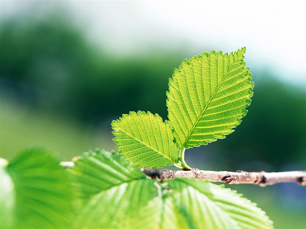 Cool green leaf wallpaper #32 - 1024x768