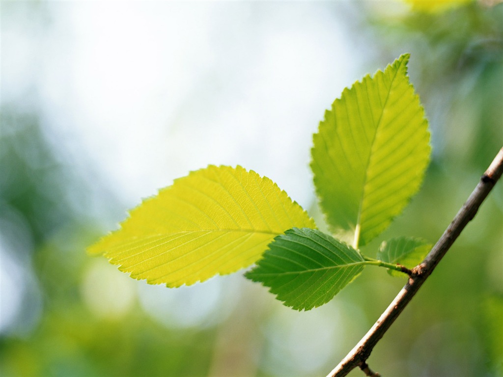 Cool green leaf wallpaper #35 - 1024x768