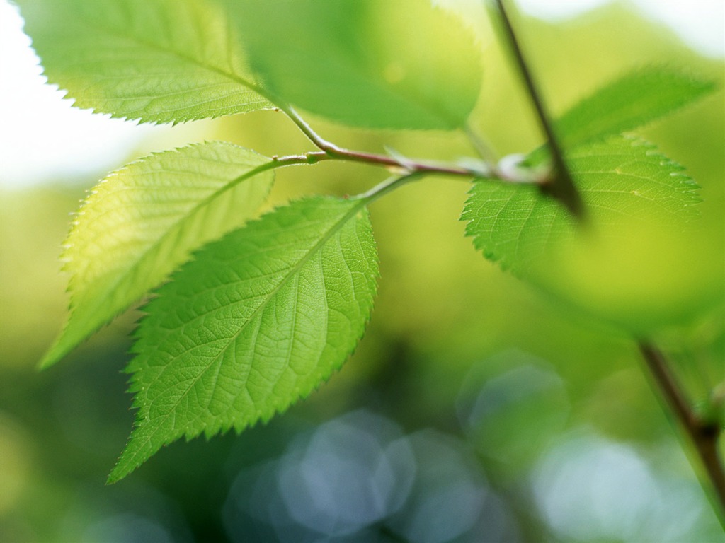 Cool green leaf wallpaper #37 - 1024x768