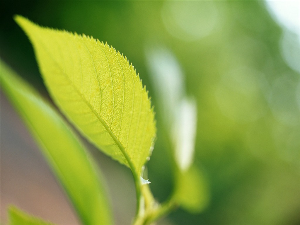 Cool green leaf wallpaper #38 - 1024x768