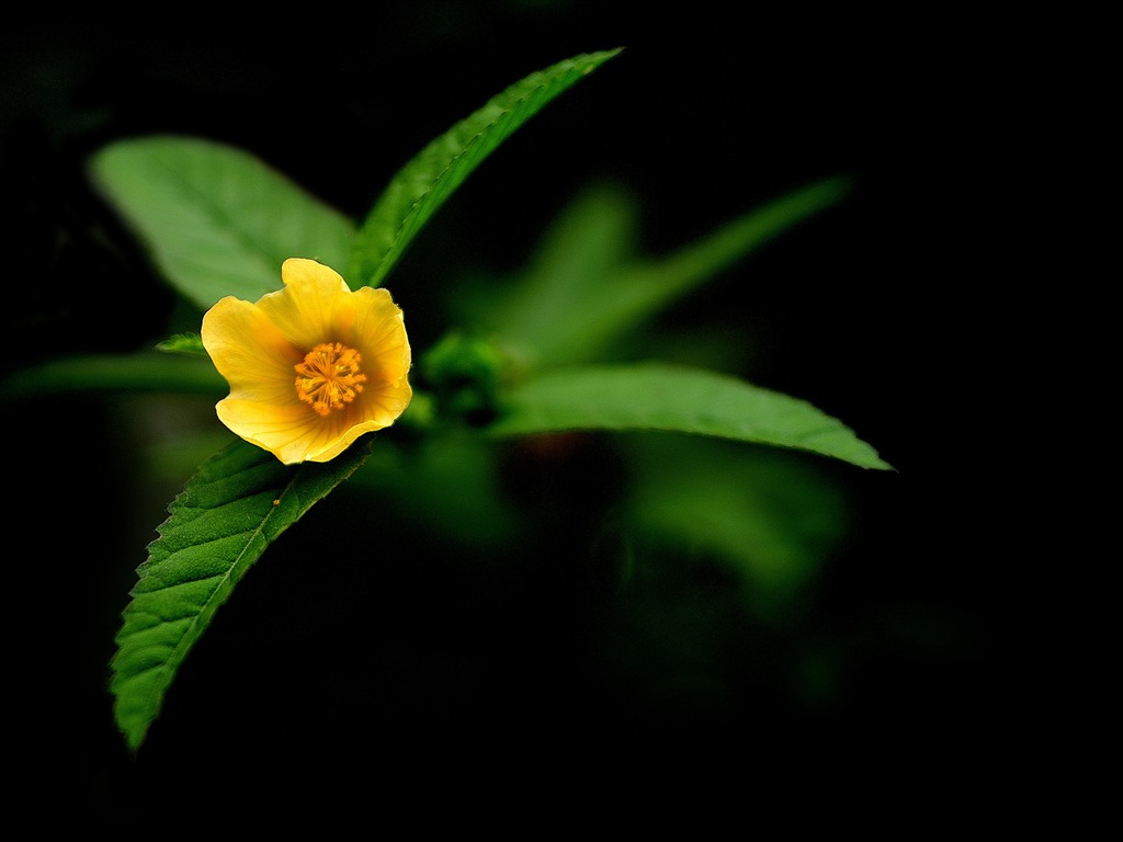 花卉植物生態壁紙 #10 - 1024x768