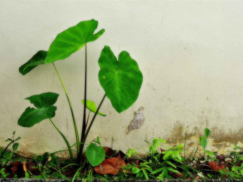 花卉植物生態壁紙 #12 - 1024x768