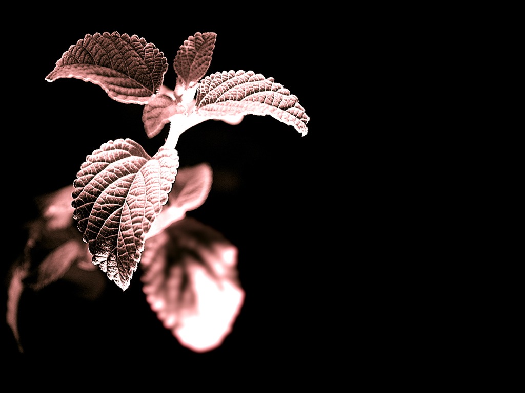 꽃 식물 배경 화면 #14 - 1024x768